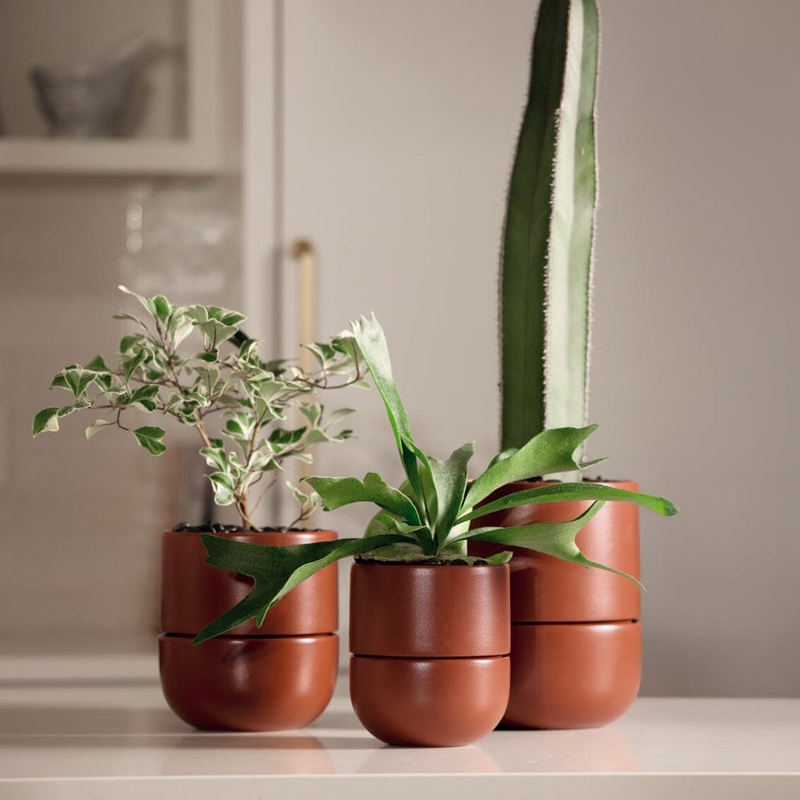 Small Planter